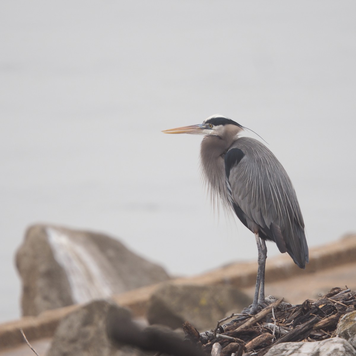 Great Blue Heron - ML648250717