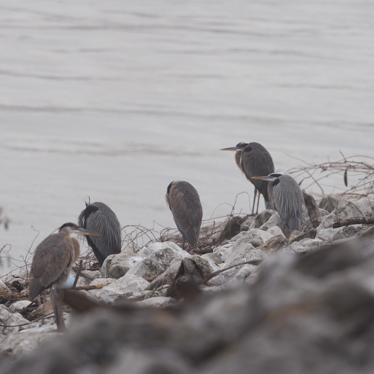 Great Blue Heron - ML648250719