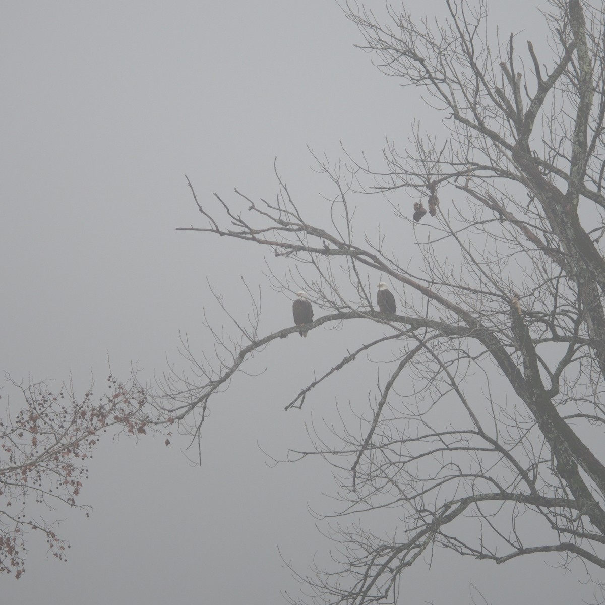 Bald Eagle - ML648250734