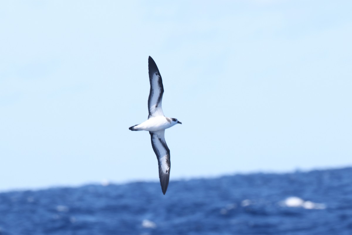Black-capped Petrel - ML648250764