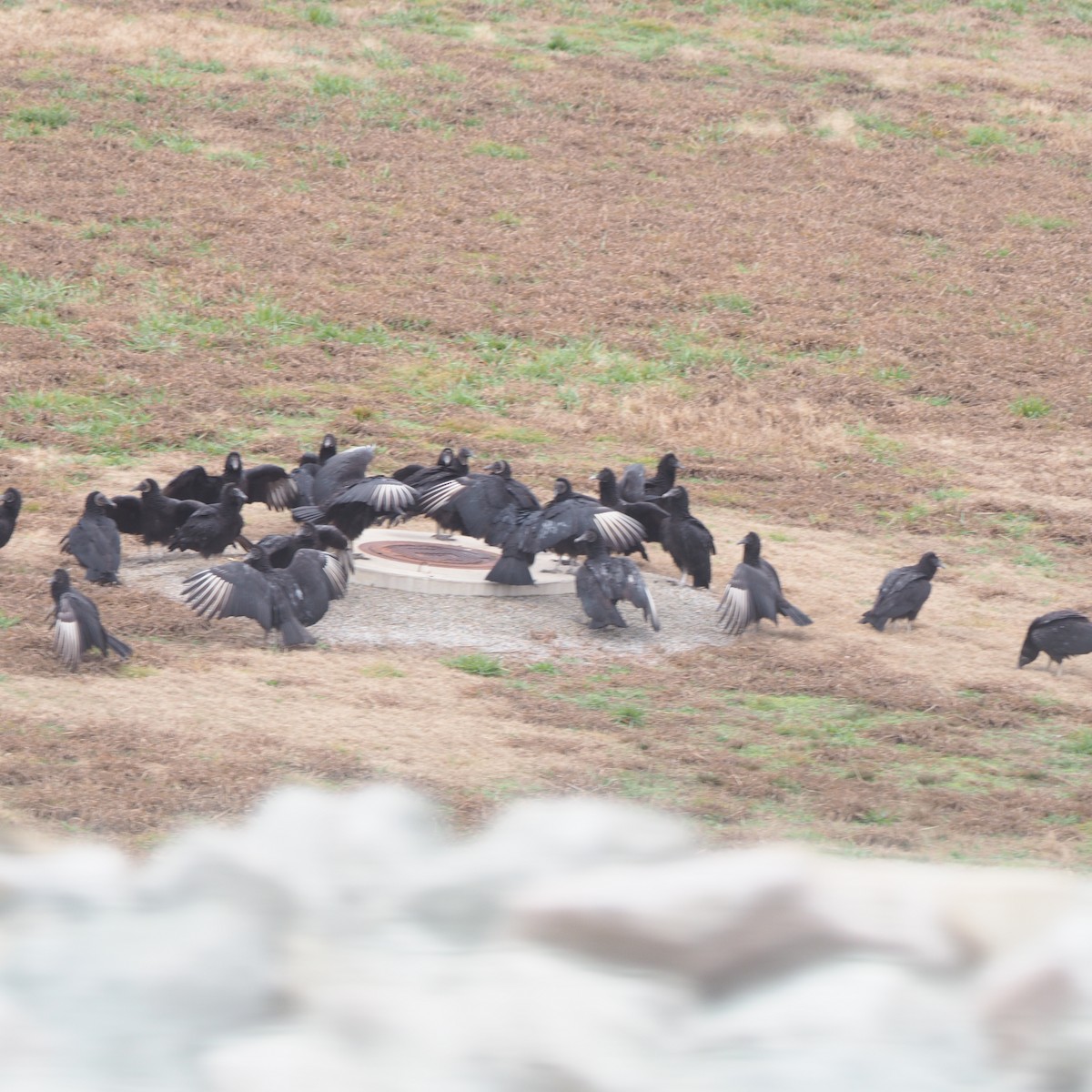 Black Vulture - ML648250769