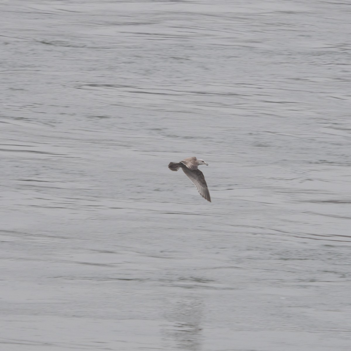 American Herring Gull - ML648250825