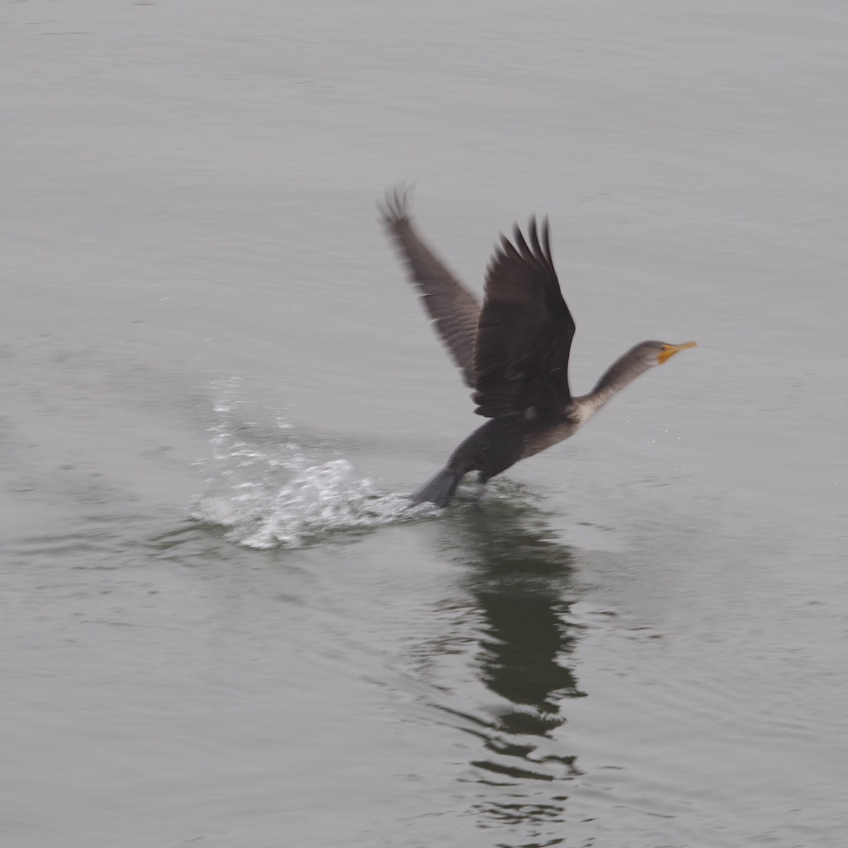 Double-crested Cormorant - ML648250836