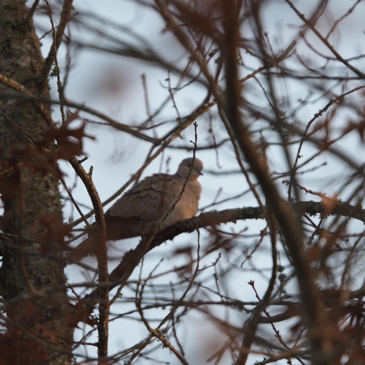 Eurasian Collared-Dove - ML648250993