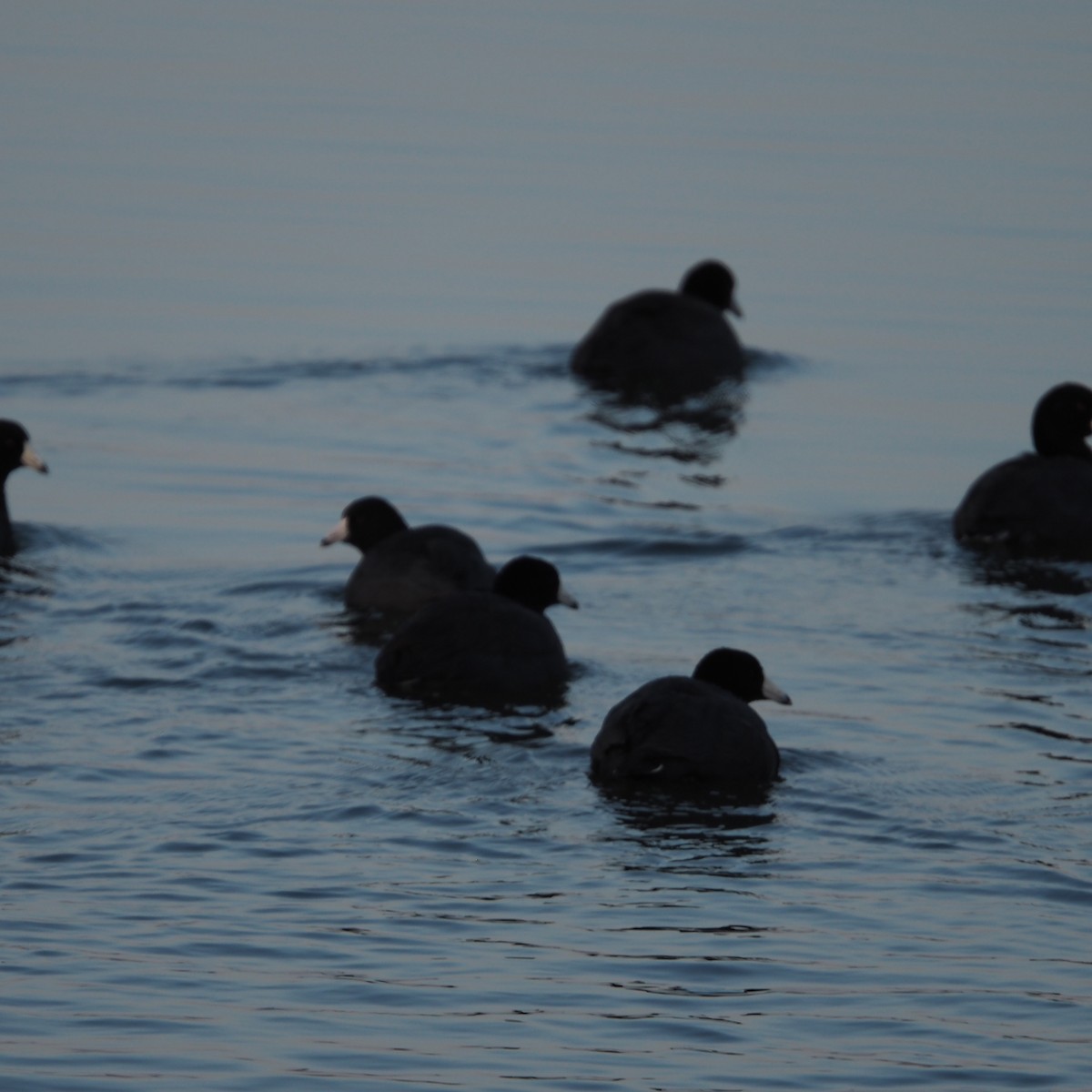 American Coot - ML648251082