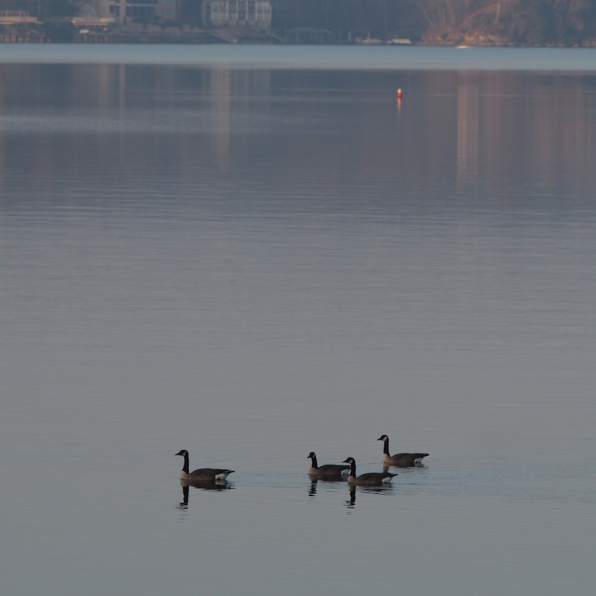 Canada Goose - ML648251112