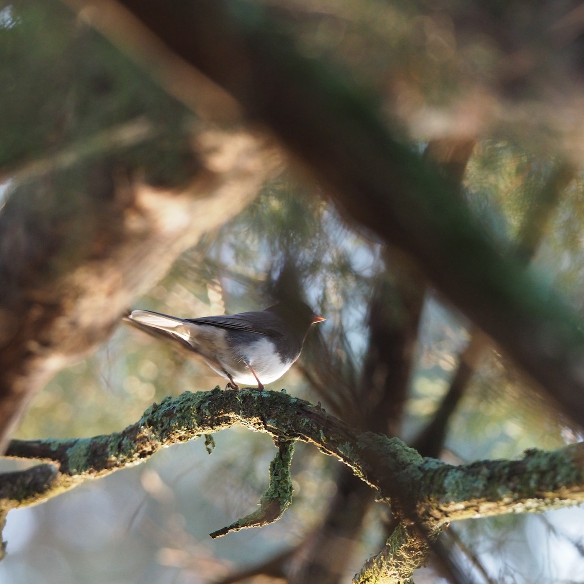 Dark-eyed Junco - ML648251161