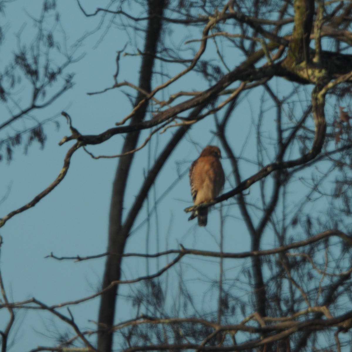 Red-shouldered Hawk - ML648251190