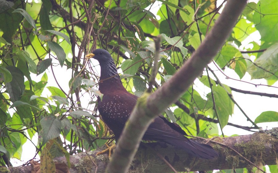 Pigeon de Sao Tomé - ML64825181