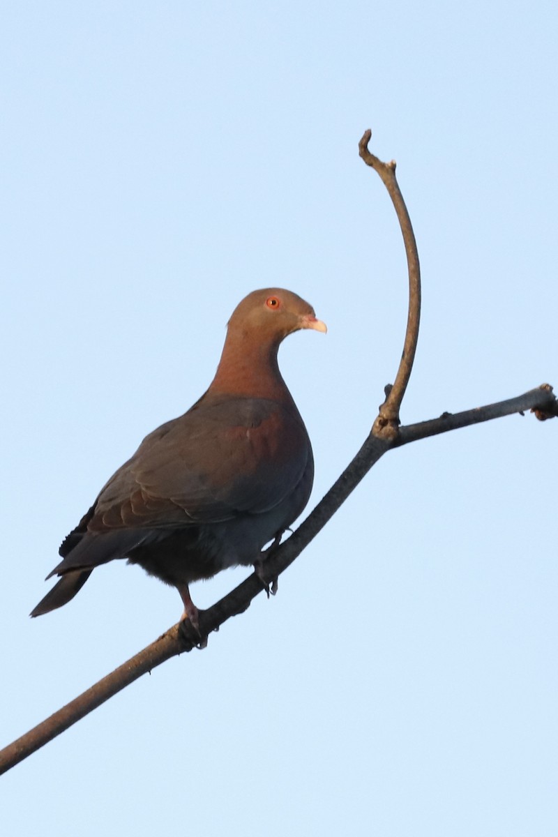 Rotschnabeltaube - ML648251922