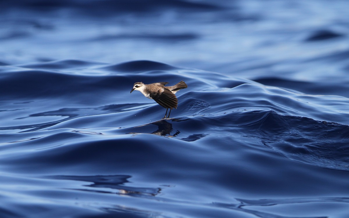 White-faced Storm-Petrel - ML64825201