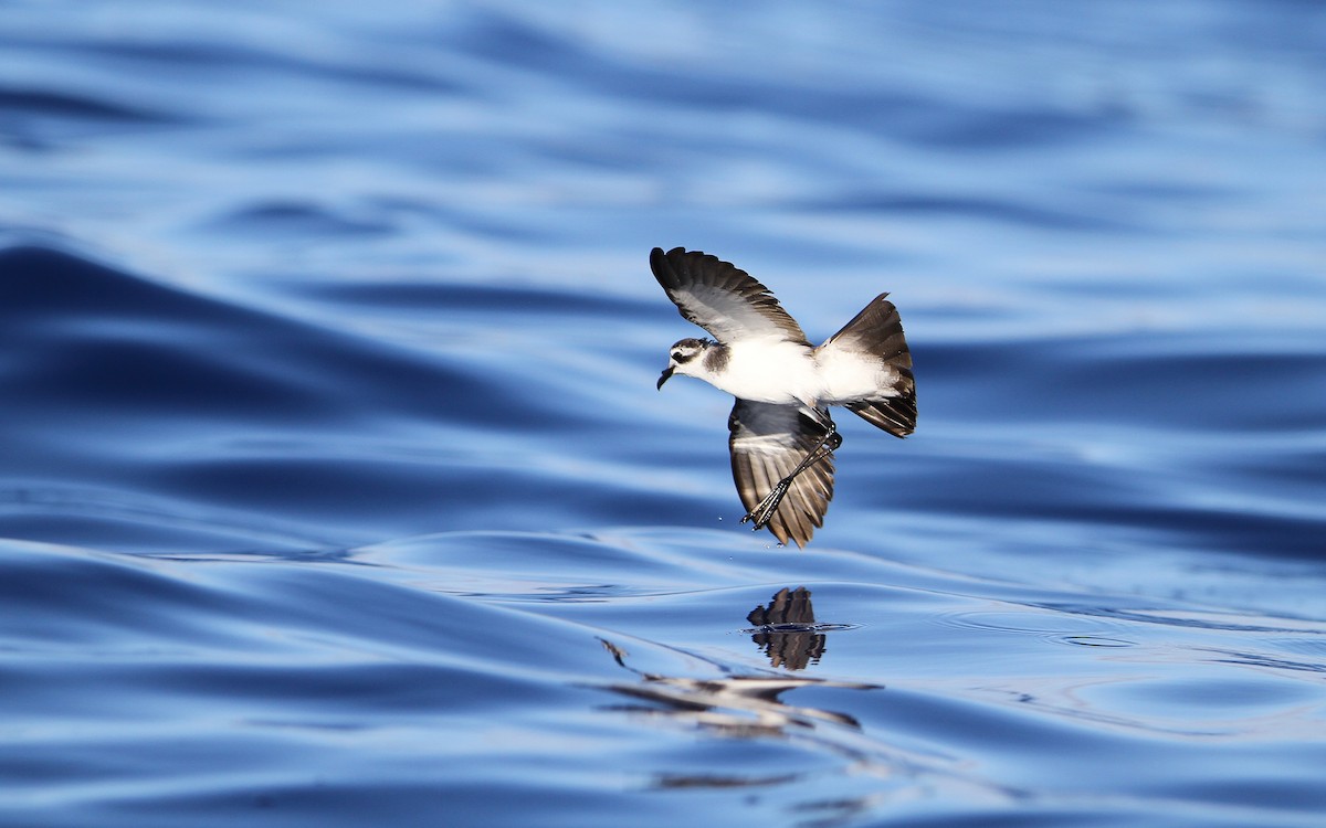 White-faced Storm-Petrel - ML64825241