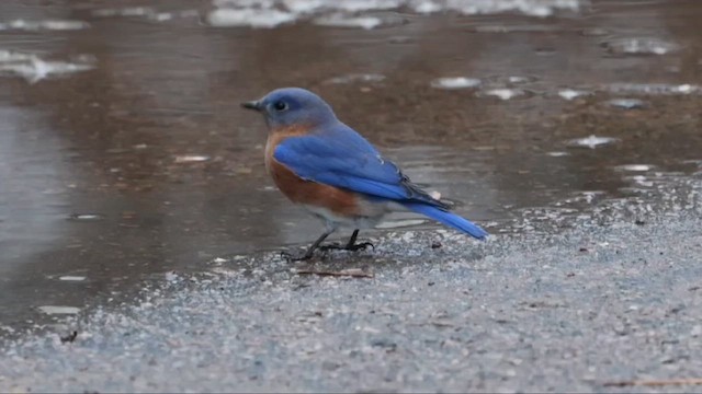 Eastern Bluebird - ML648252447