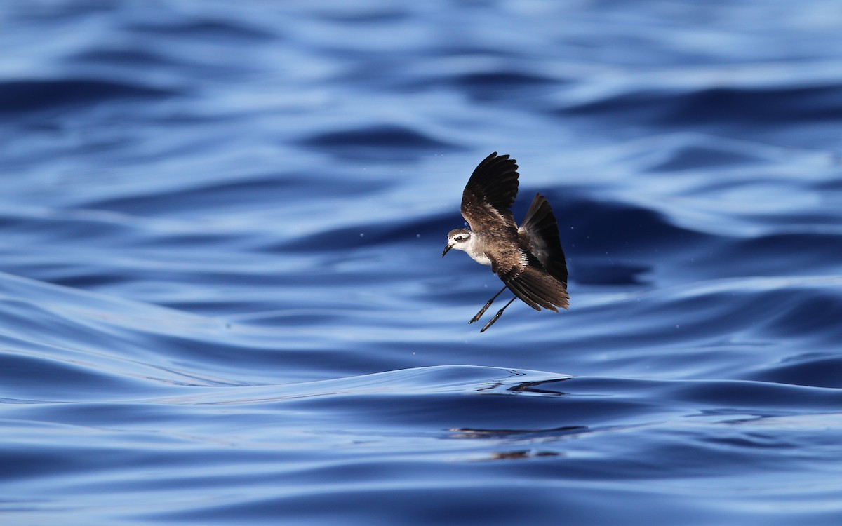 White-faced Storm-Petrel - ML64825261