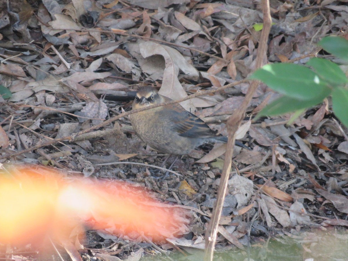 Rusty Blackbird - ML648253887