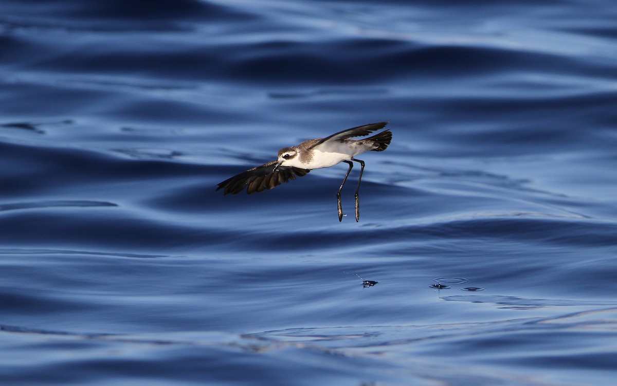 White-faced Storm-Petrel - ML64825391