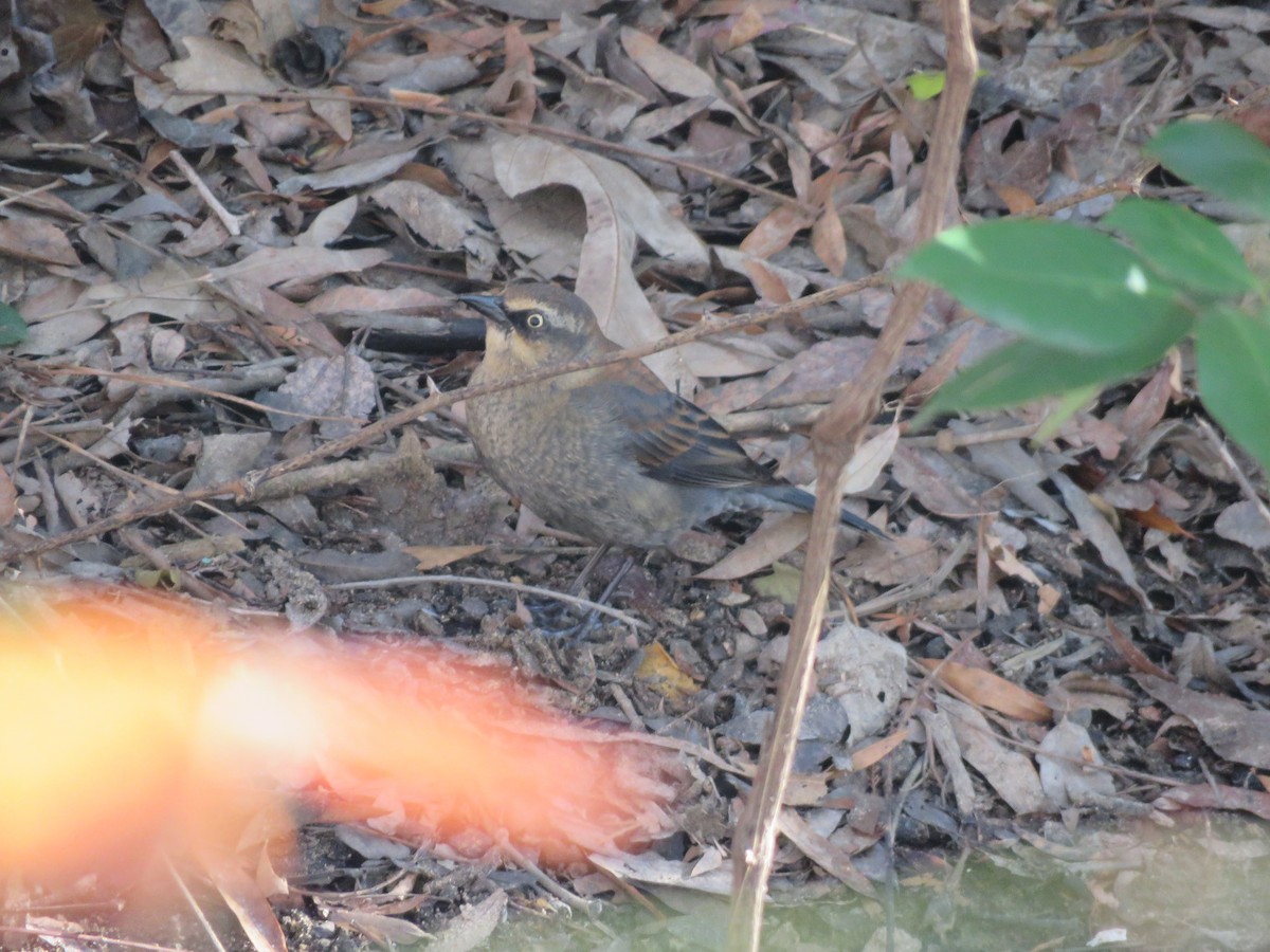 Rusty Blackbird - ML648253935