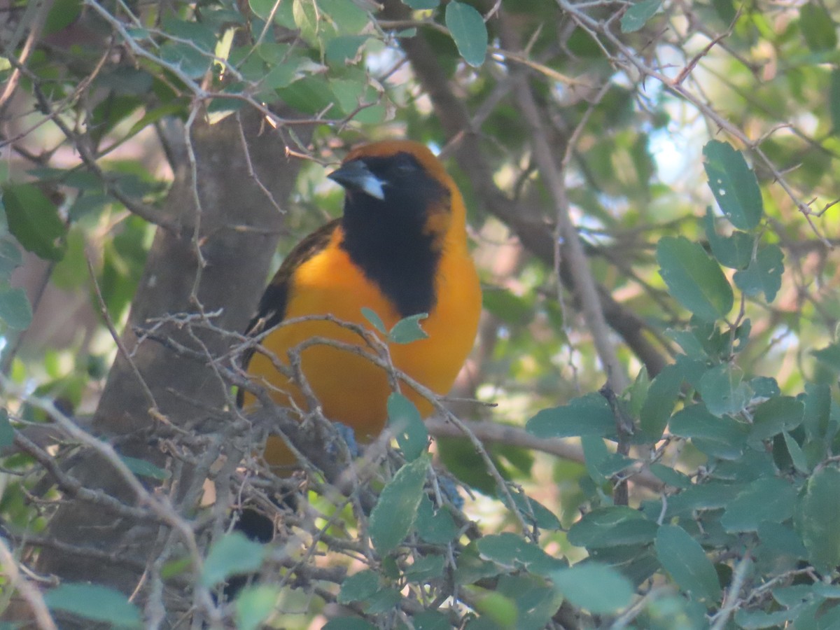 Turpial de Altamira x de Audubon (híbrido) - ML648253943