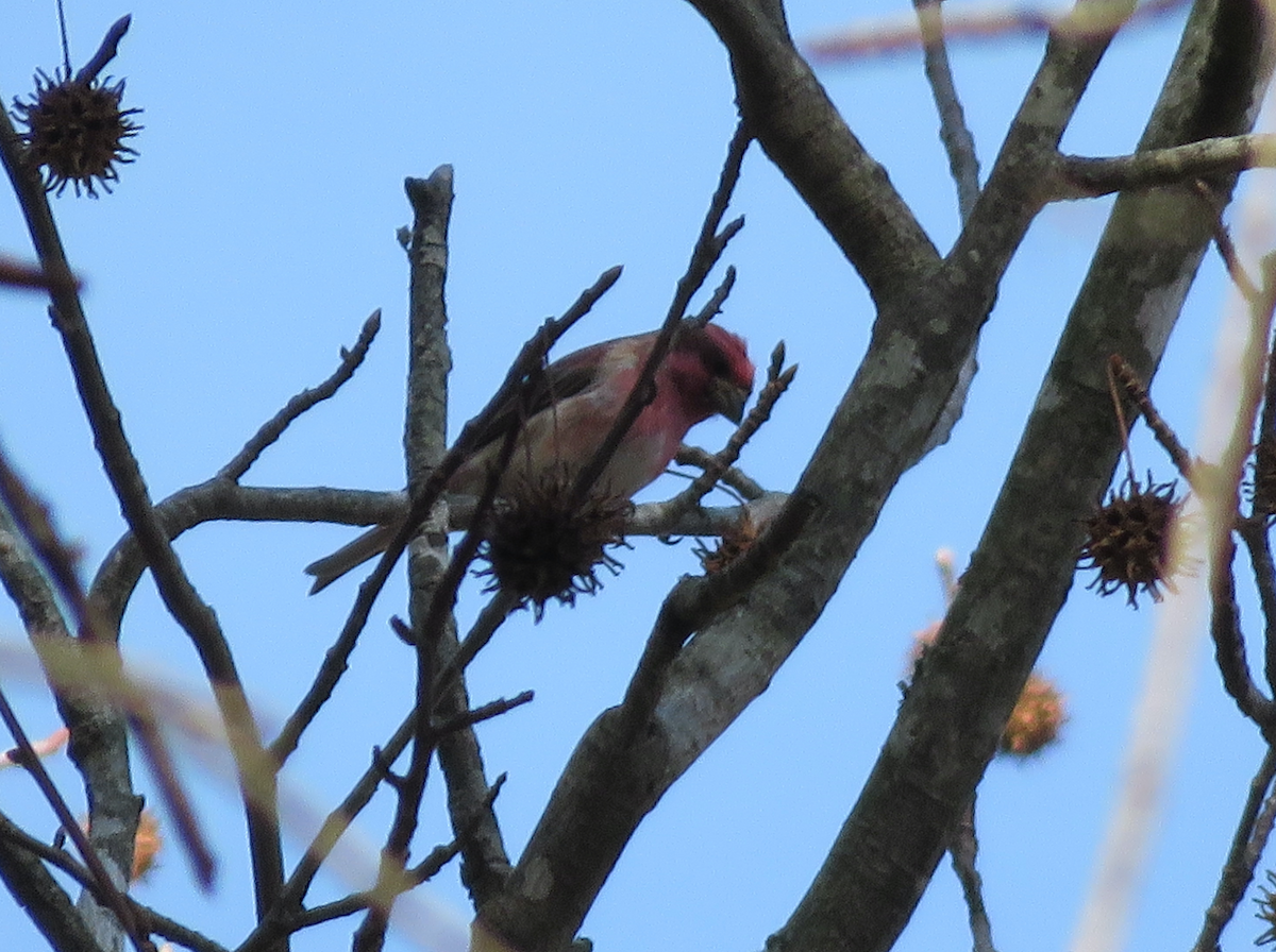 Purple Finch - ML648253981