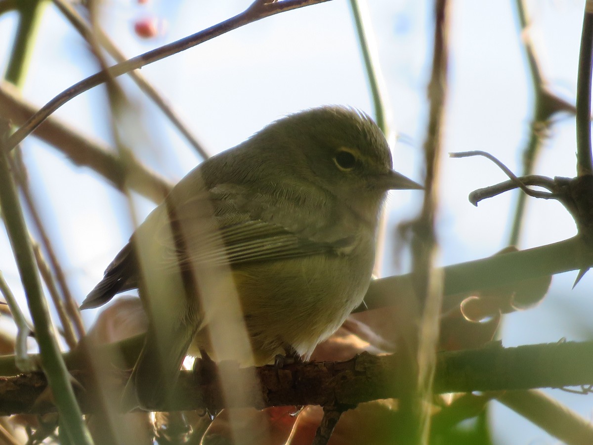 Orange-crowned Warbler - ML648254100