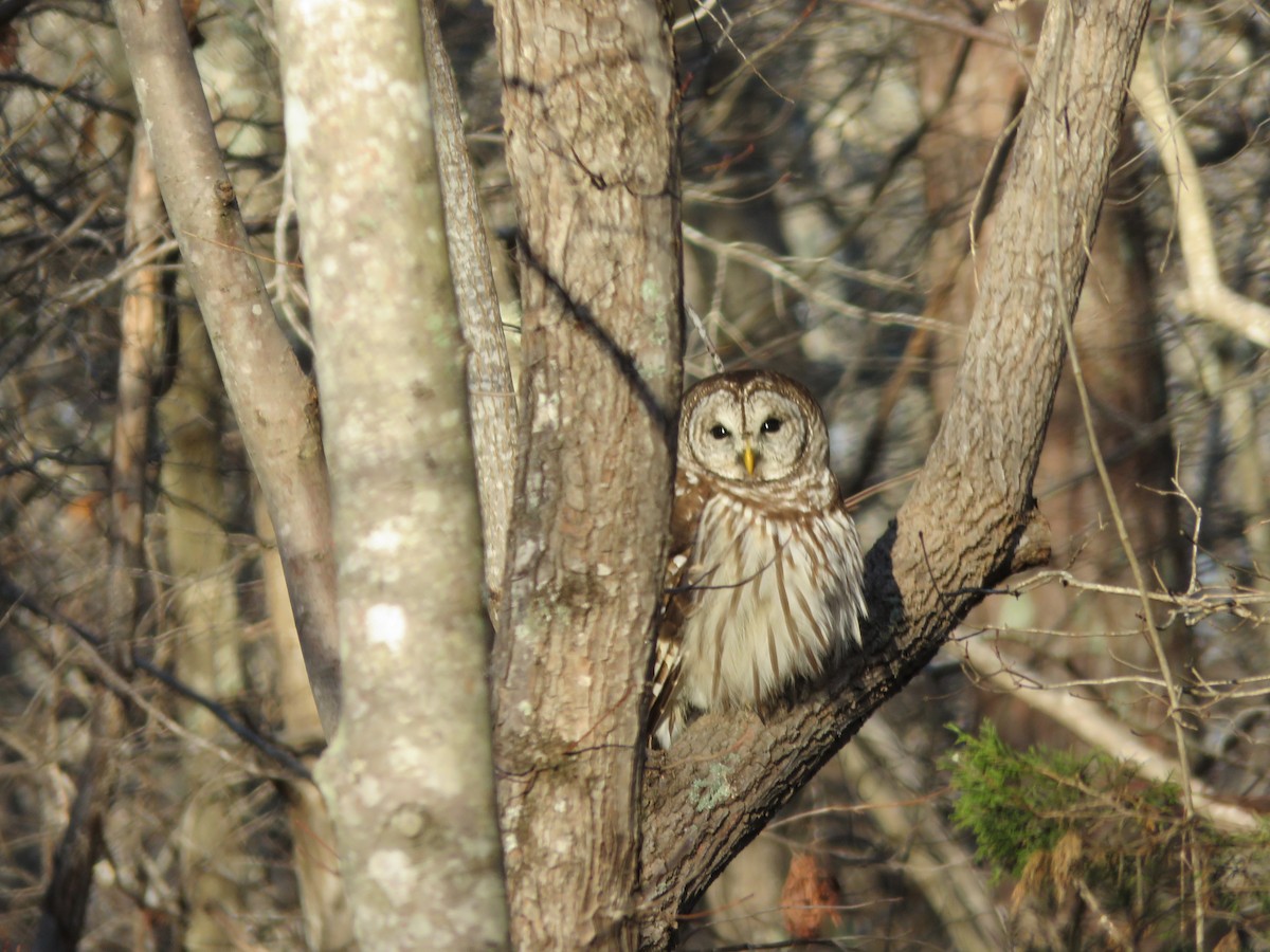 Полосатая неясыть - ML648254166