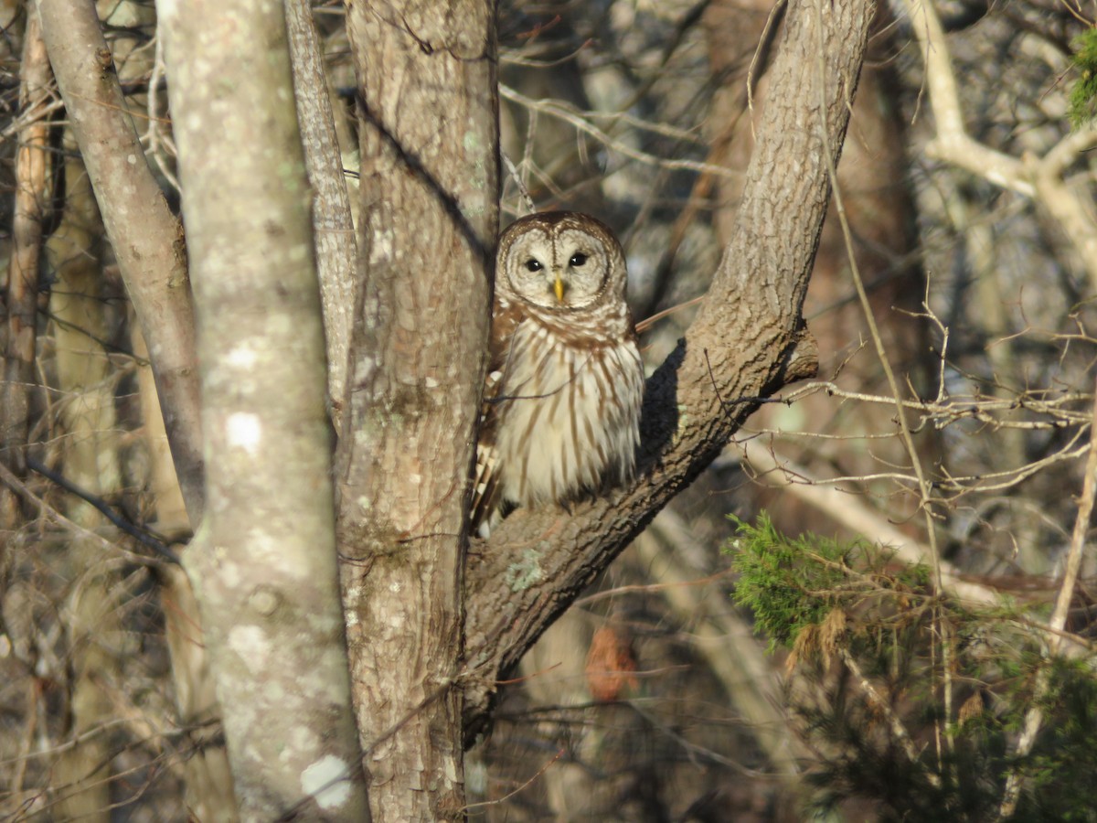 Полосатая неясыть - ML648254167