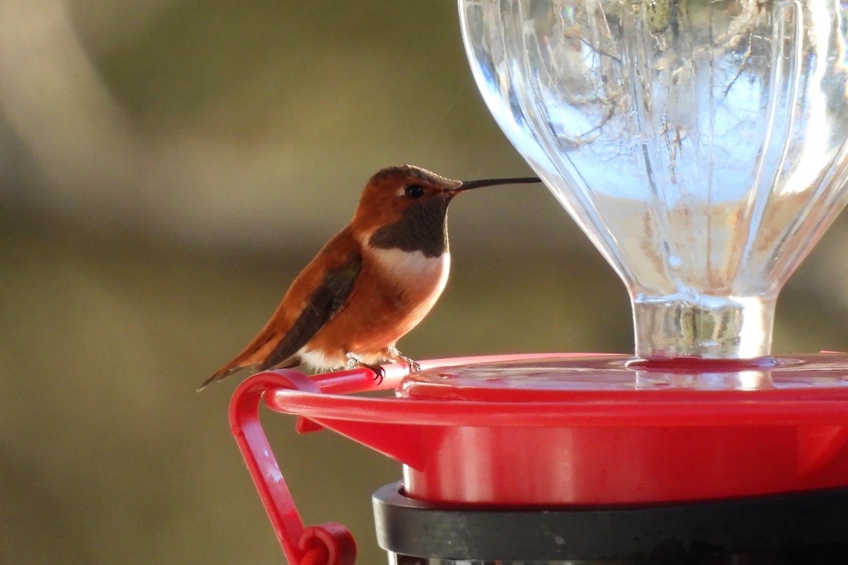 kalypta rezavolesklá - ML648254271