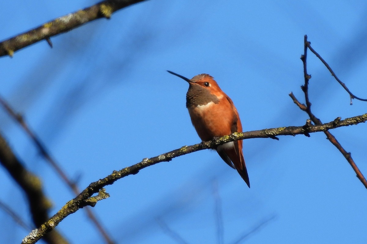 kalypta rezavolesklá - ML648254303