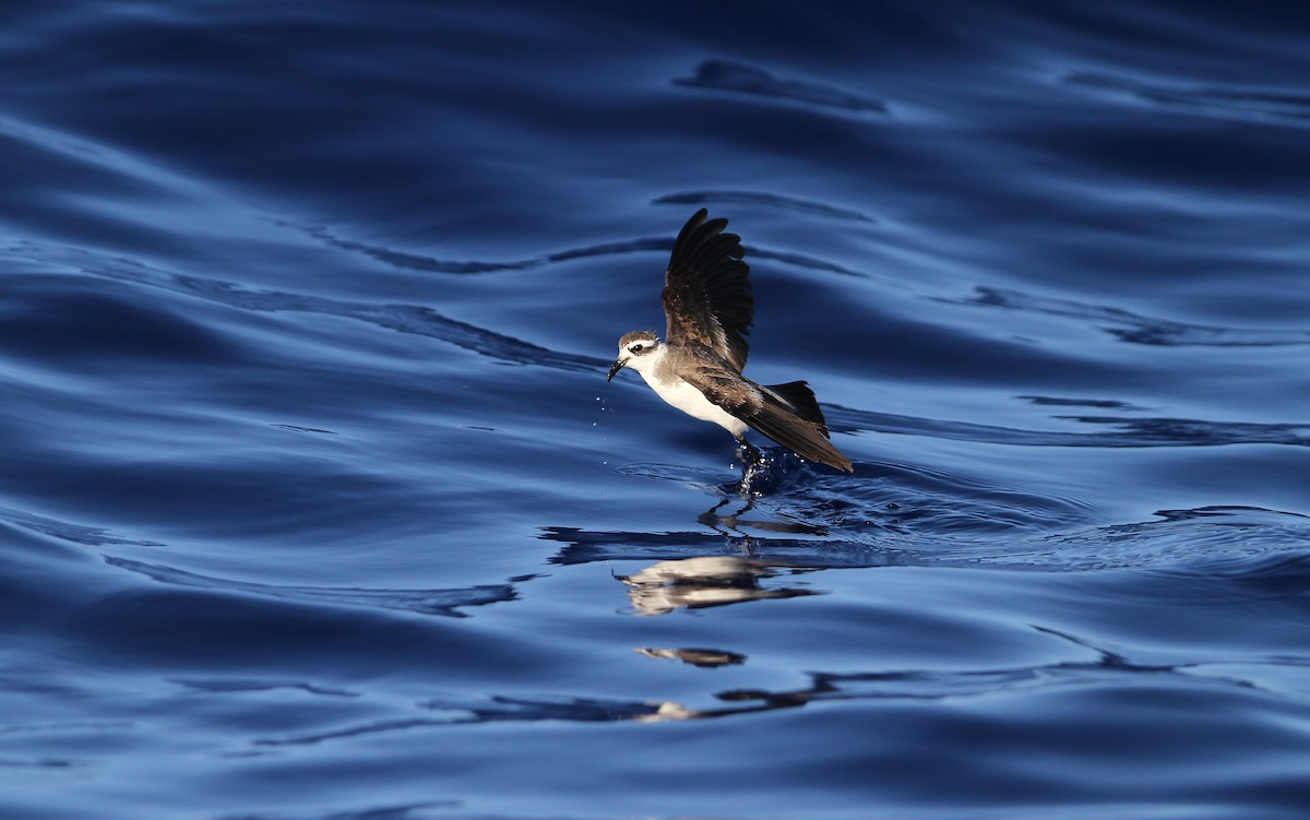 White-faced Storm-Petrel - ML64825451