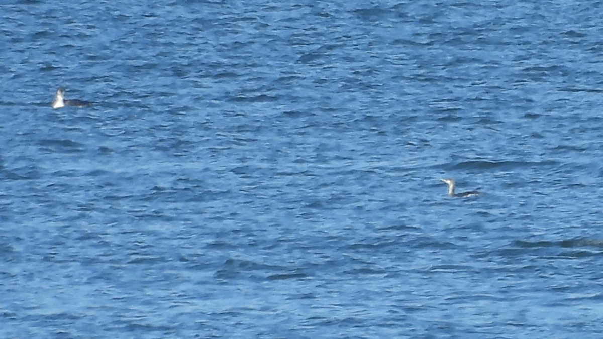 potáplice malá - ML648254535