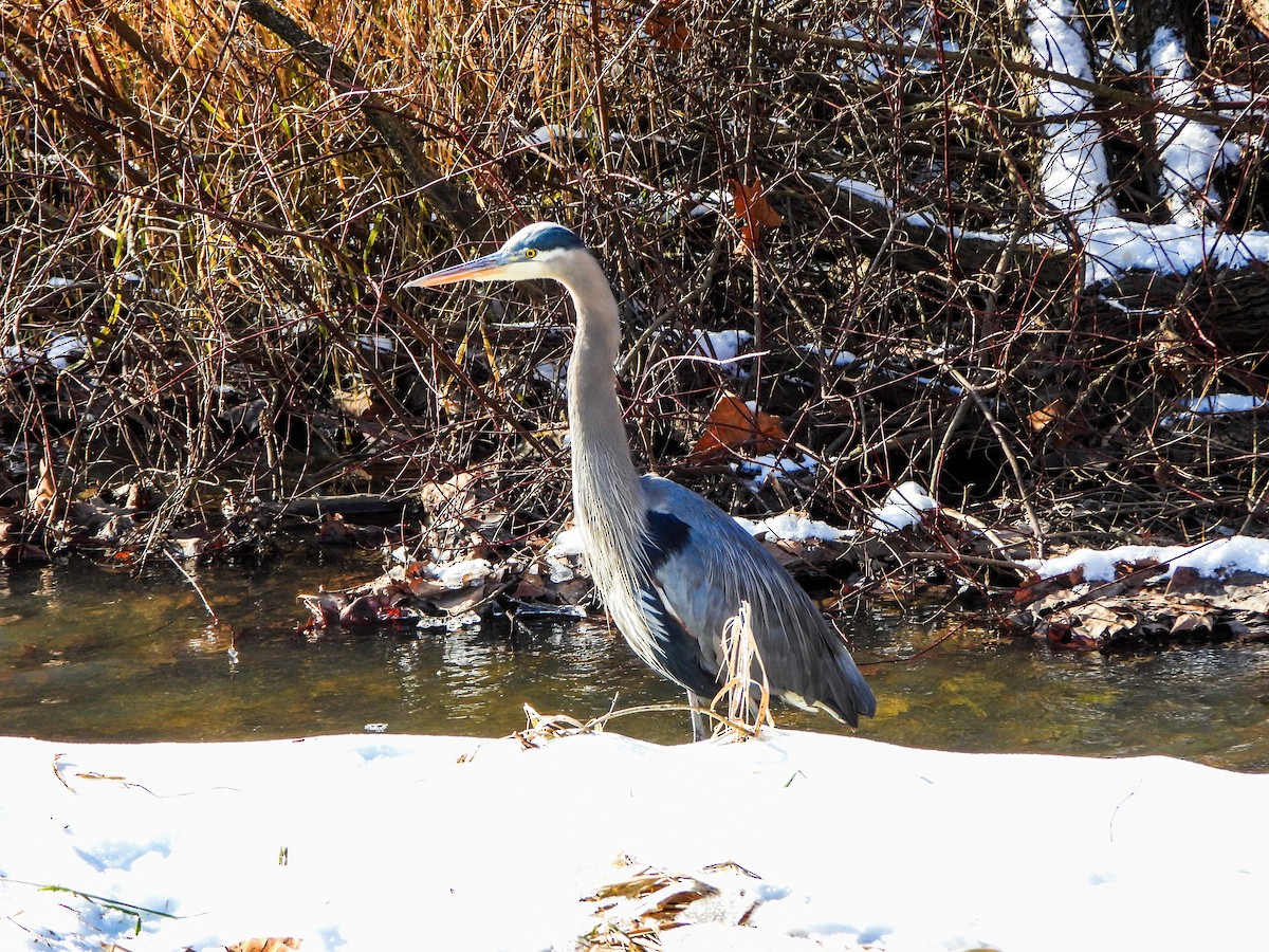 Kanadareiher - ML648254734