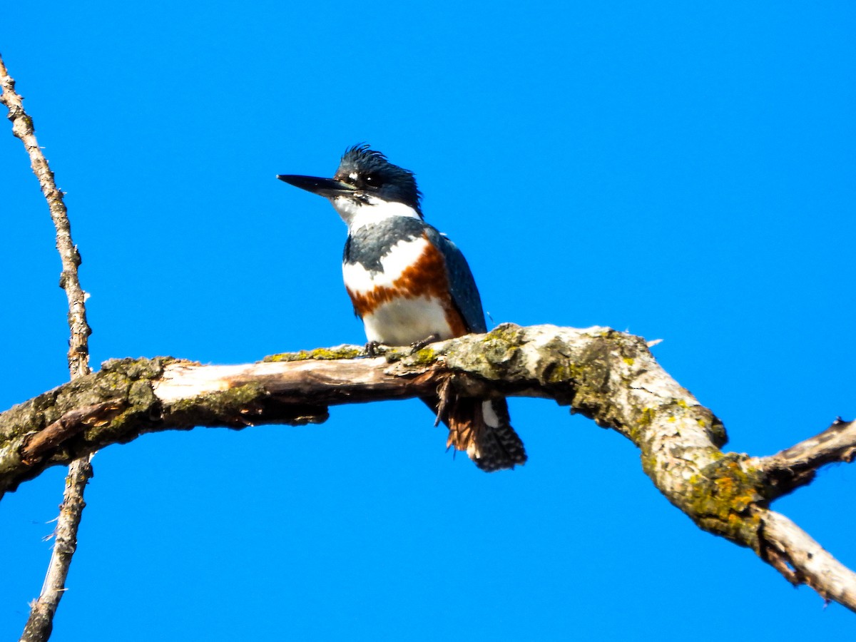 Gürtelfischer - ML648254769