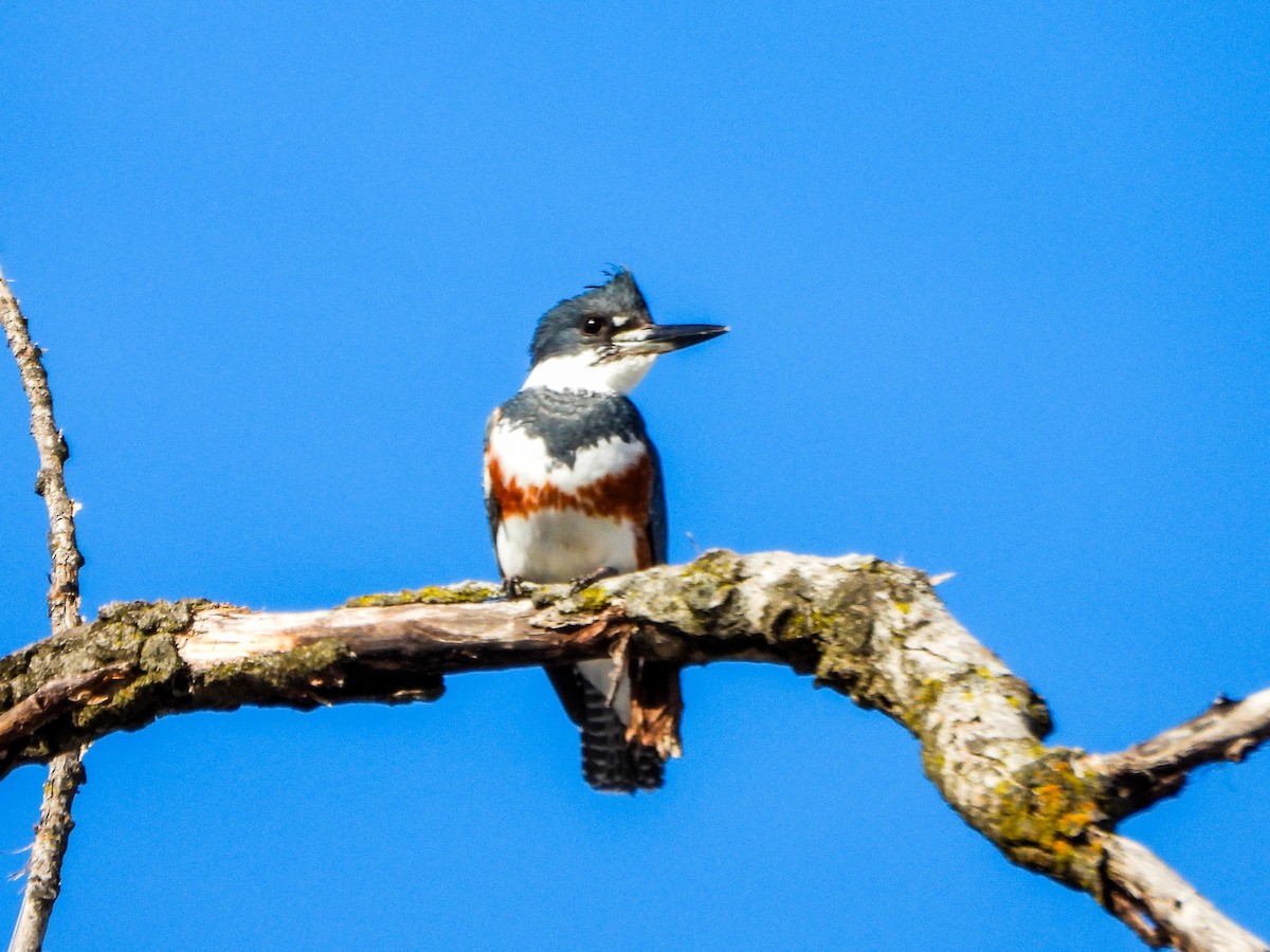 Gürtelfischer - ML648254771