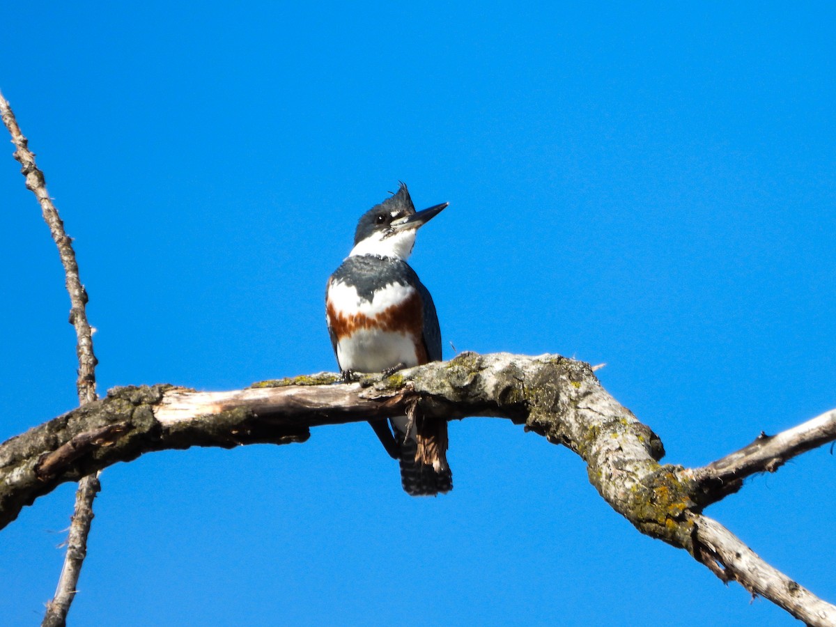 Gürtelfischer - ML648254772