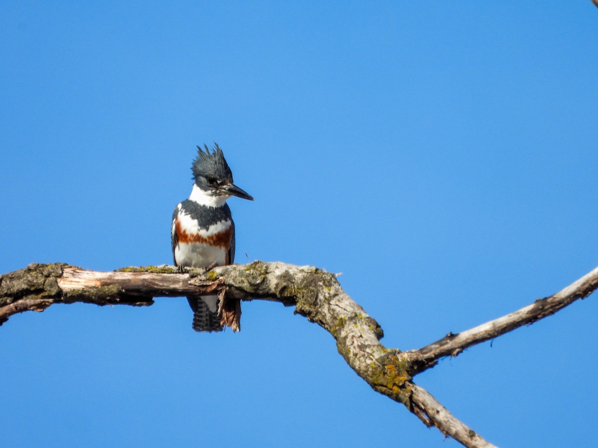 Gürtelfischer - ML648254773