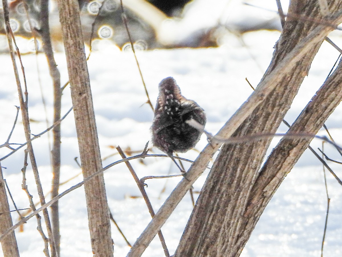 Winterzaunkönig - ML648254786