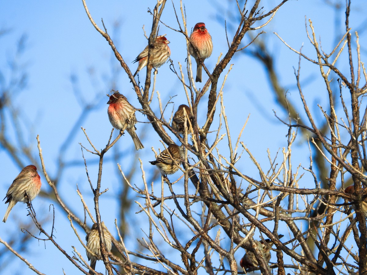 House Finch - ML648255249