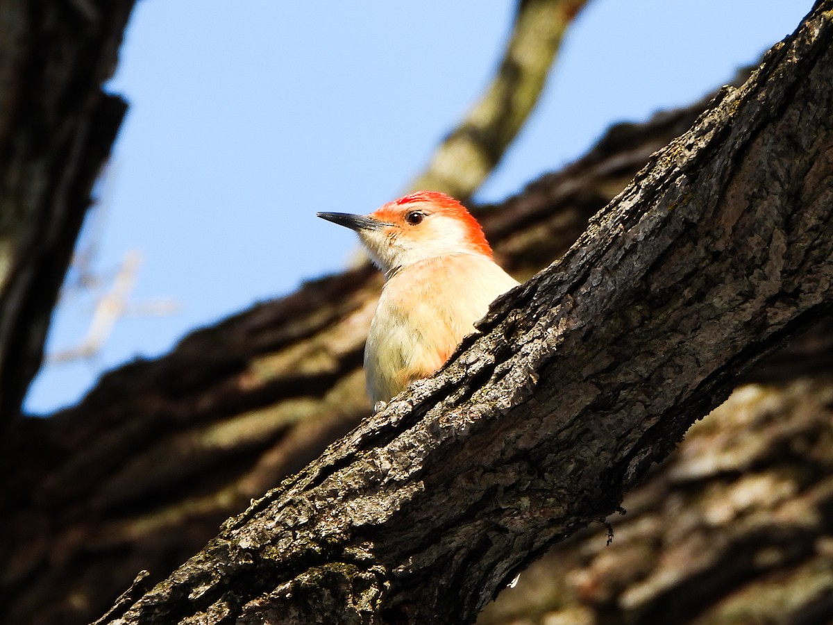 Red-bellied Woodpecker - ML648255268