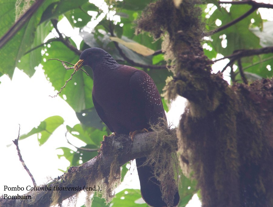 Pigeon de Sao Tomé - ML64825561