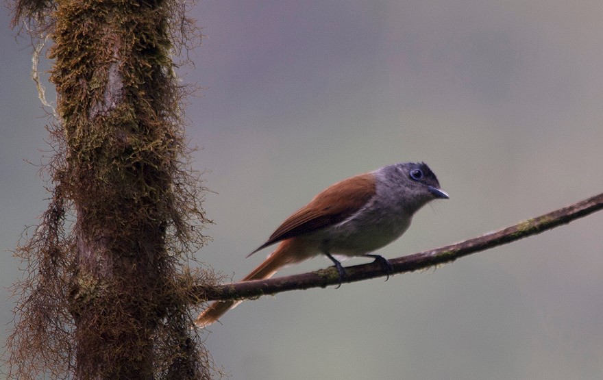 Sao Tome Paradise-Flycatcher - Alexandre Hespanhol Leitão