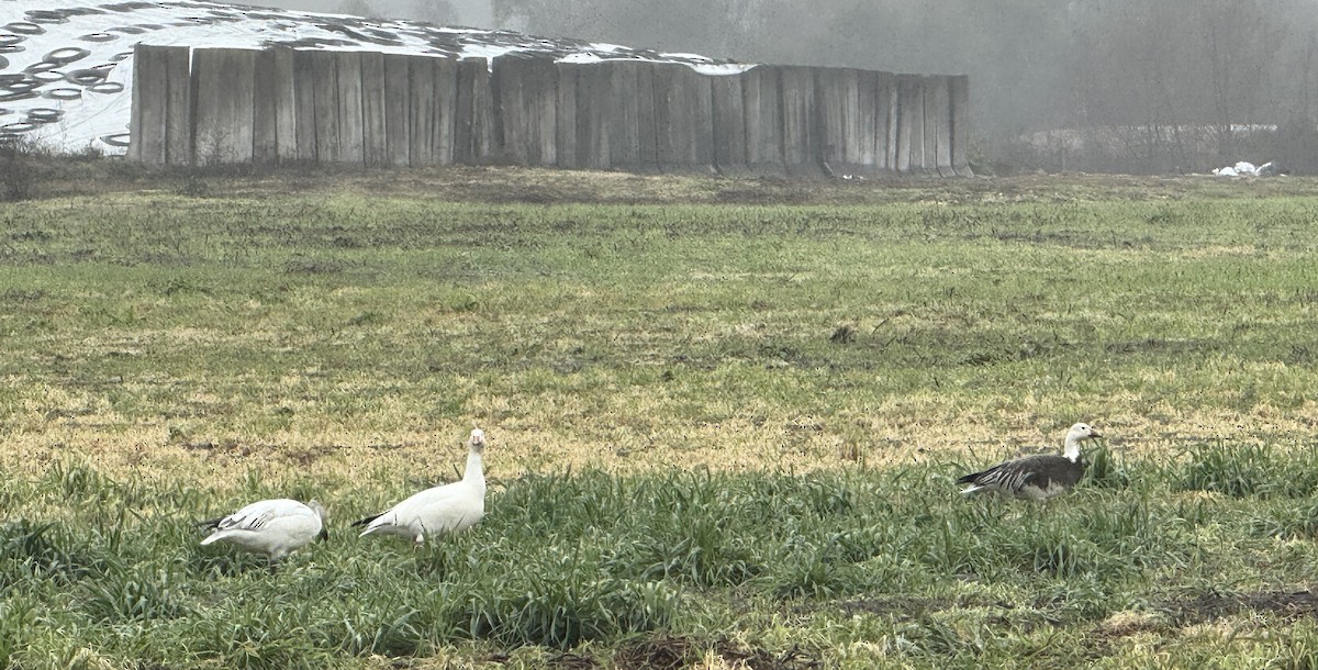 Snow Goose - ML648259971