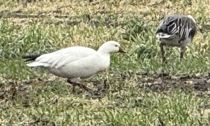 Ross's Goose - ML648259981