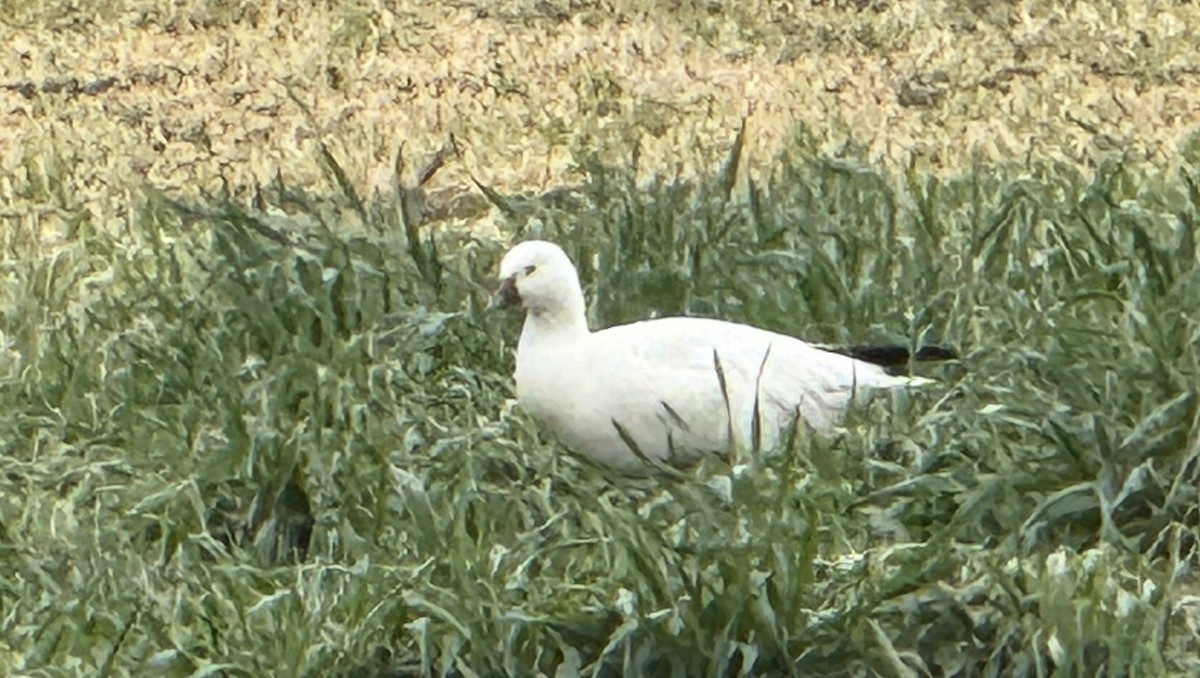 Ross's Goose - ML648259982