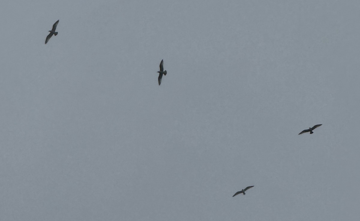 American Herring Gull - ML648259992