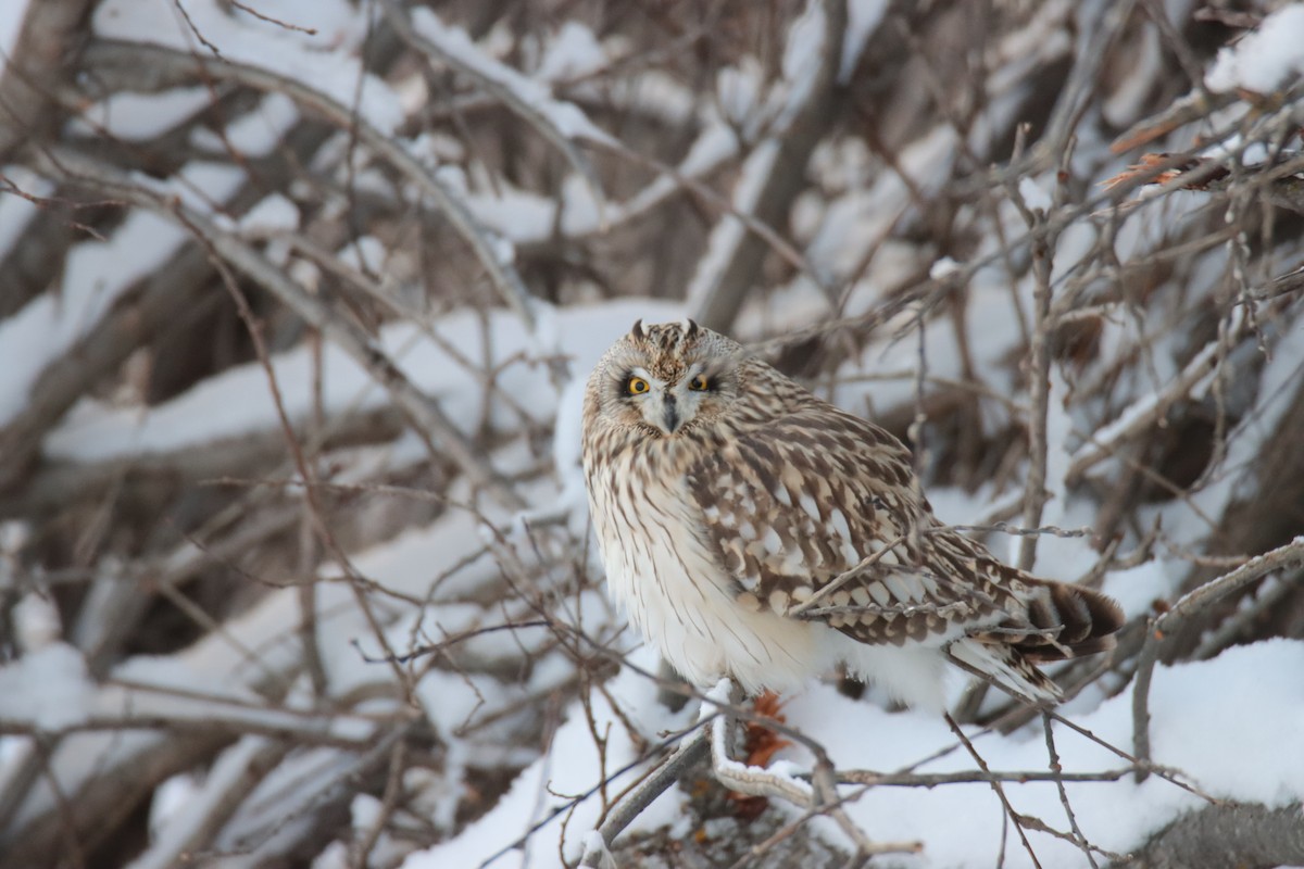 Búho Campestre - ML648260058