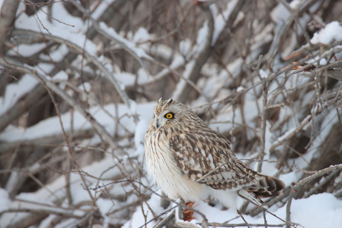 Búho Campestre - ML648260060