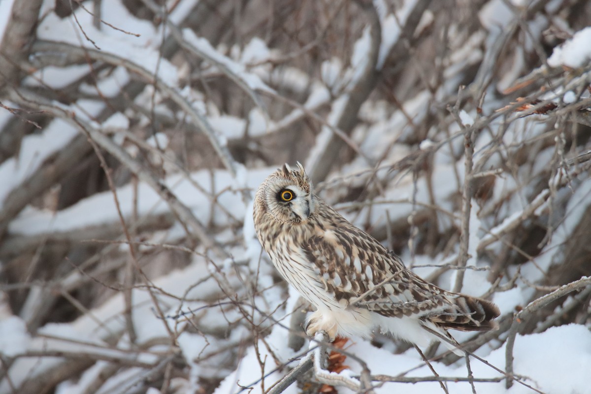 Búho Campestre - ML648260061