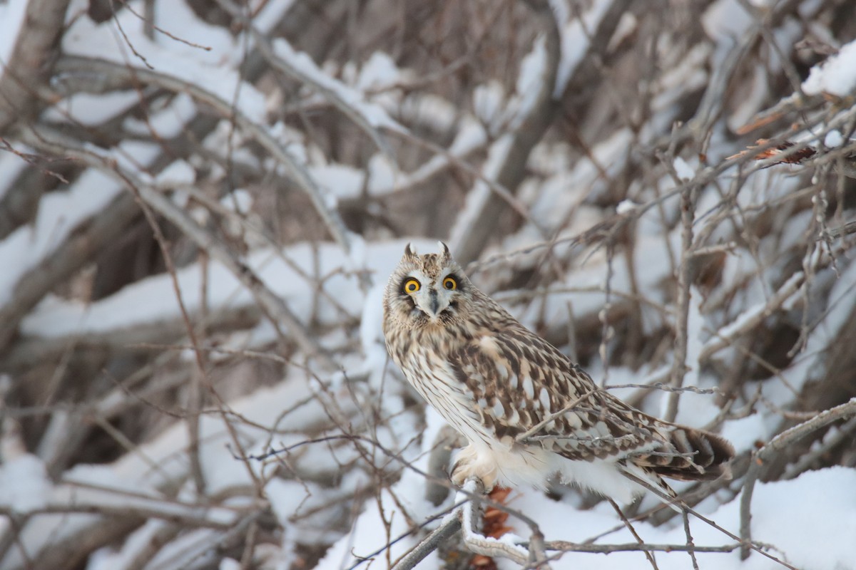 Búho Campestre - ML648260063