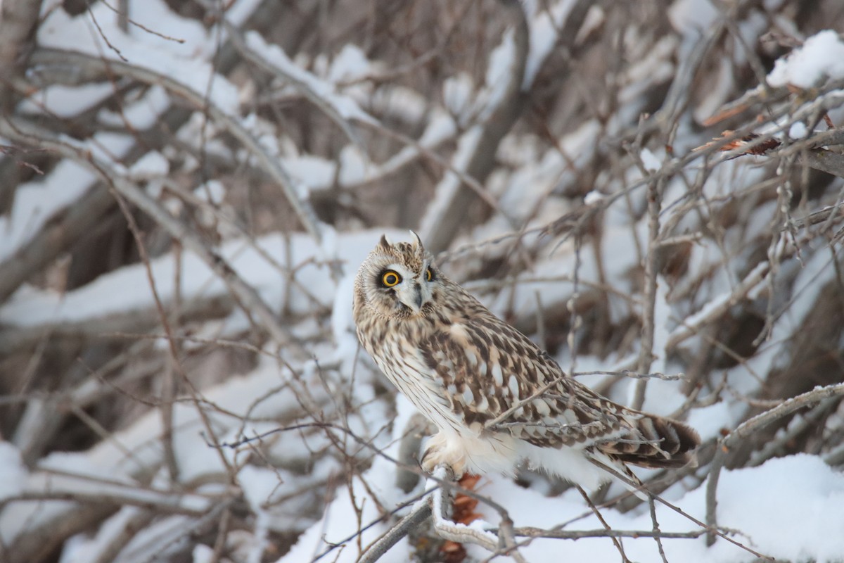 Búho Campestre - ML648260064