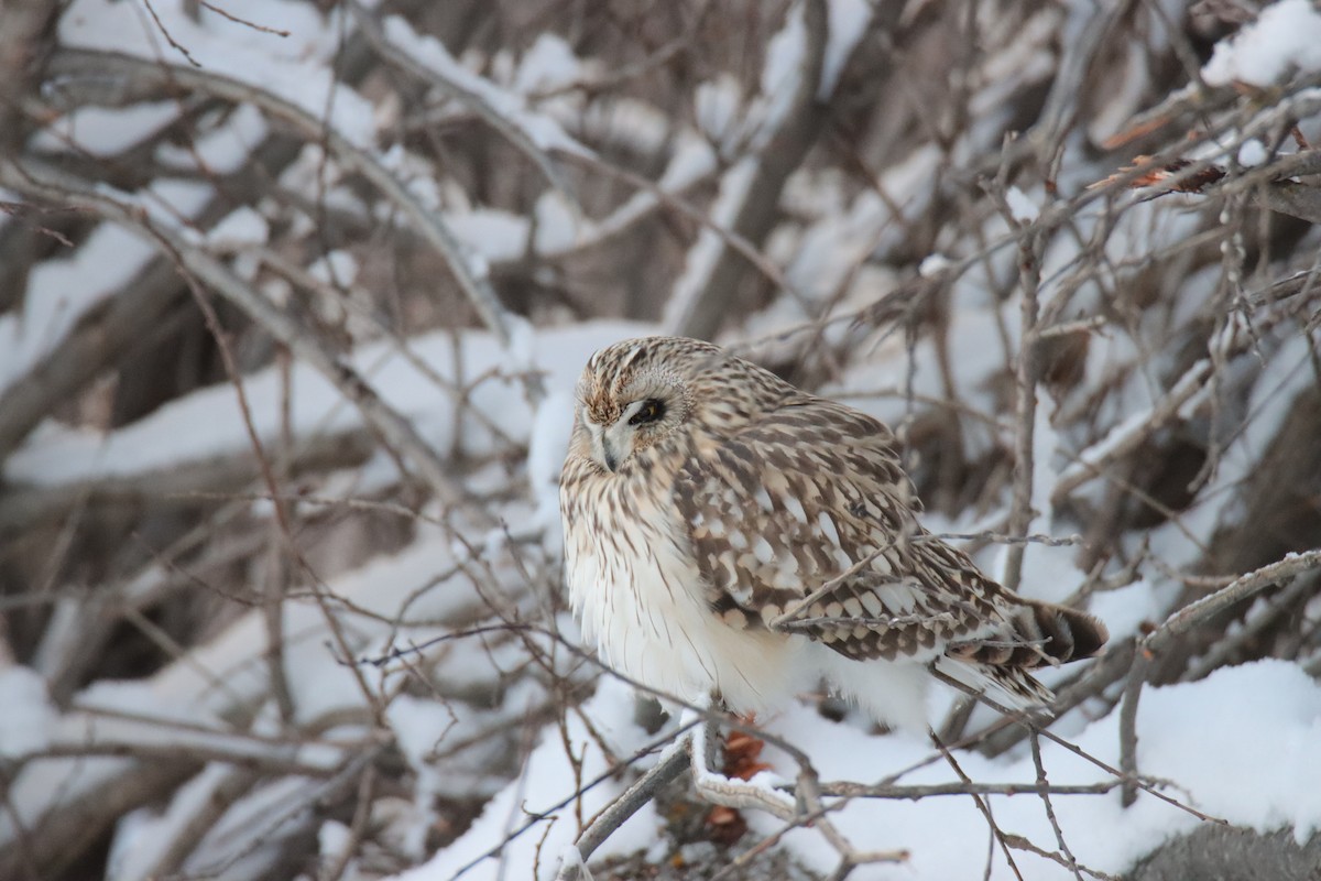 Búho Campestre - ML648260065